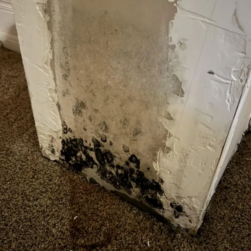 Professional Mold Removal in Rush County, IN